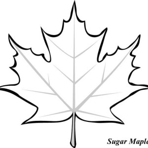 Maple Leaf Coloring Pages - Bestofcoloring.com