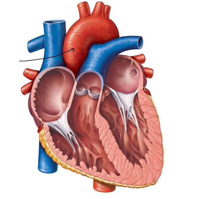 Section 2: Heart Structure & Function at Grand Valley State ...