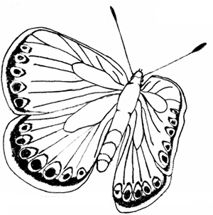 Free Butterfly Coloring Pages | Printable Butterfly Coloring Page