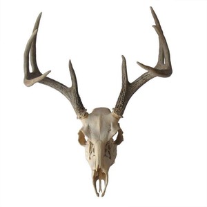 Weathered Deer Skull with Antlers - Polyvore