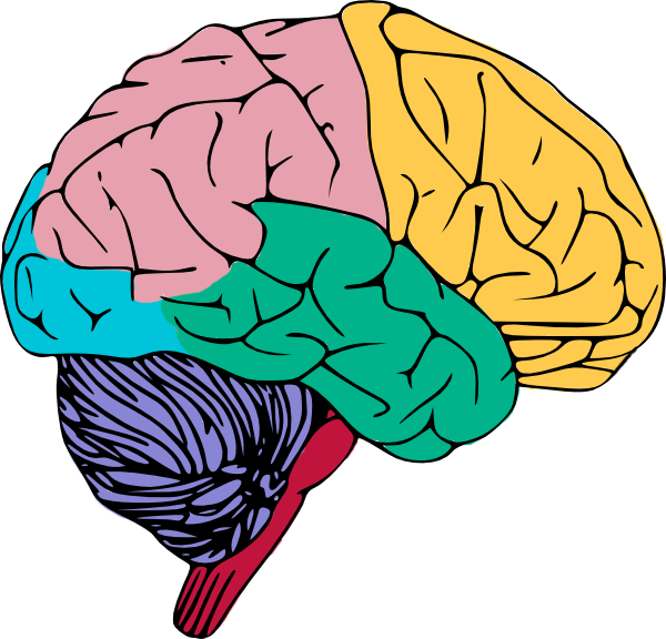 Human Brain Clipart For Kids
