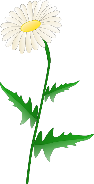 Daisy clip art - vector clip art online, royalty free & public domain