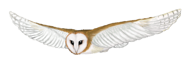 Barn Owl Cartoon | Free Download Clip Art | Free Clip Art | on ...