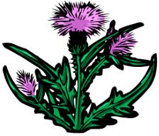 Thistle Clipart | Free Download Clip Art | Free Clip Art | on ...