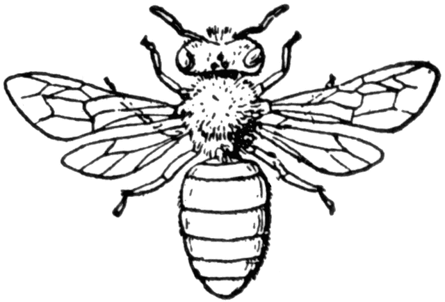 Honey Bee Drawing | Free Download Clip Art | Free Clip Art | on ...