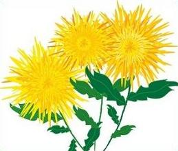 Free Chrysanthemum Clipart