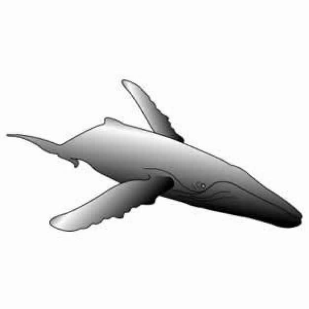 Humpback Whale Clipart | Free Download Clip Art | Free Clip Art ...