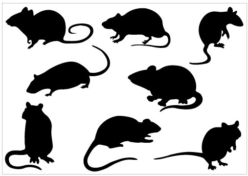 rat clipart black and white - photo #27