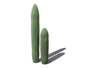 Free High Resolution graphics and clip art: cactus and desert ...