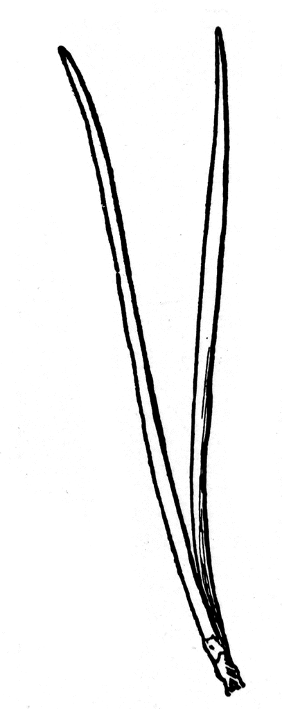 635 views Jersey Pine Needles | ClipArt ETC