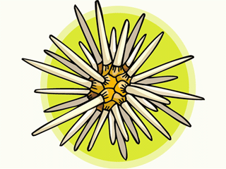 Fish graphics sea urchin 461505 Fish Graphic Gif