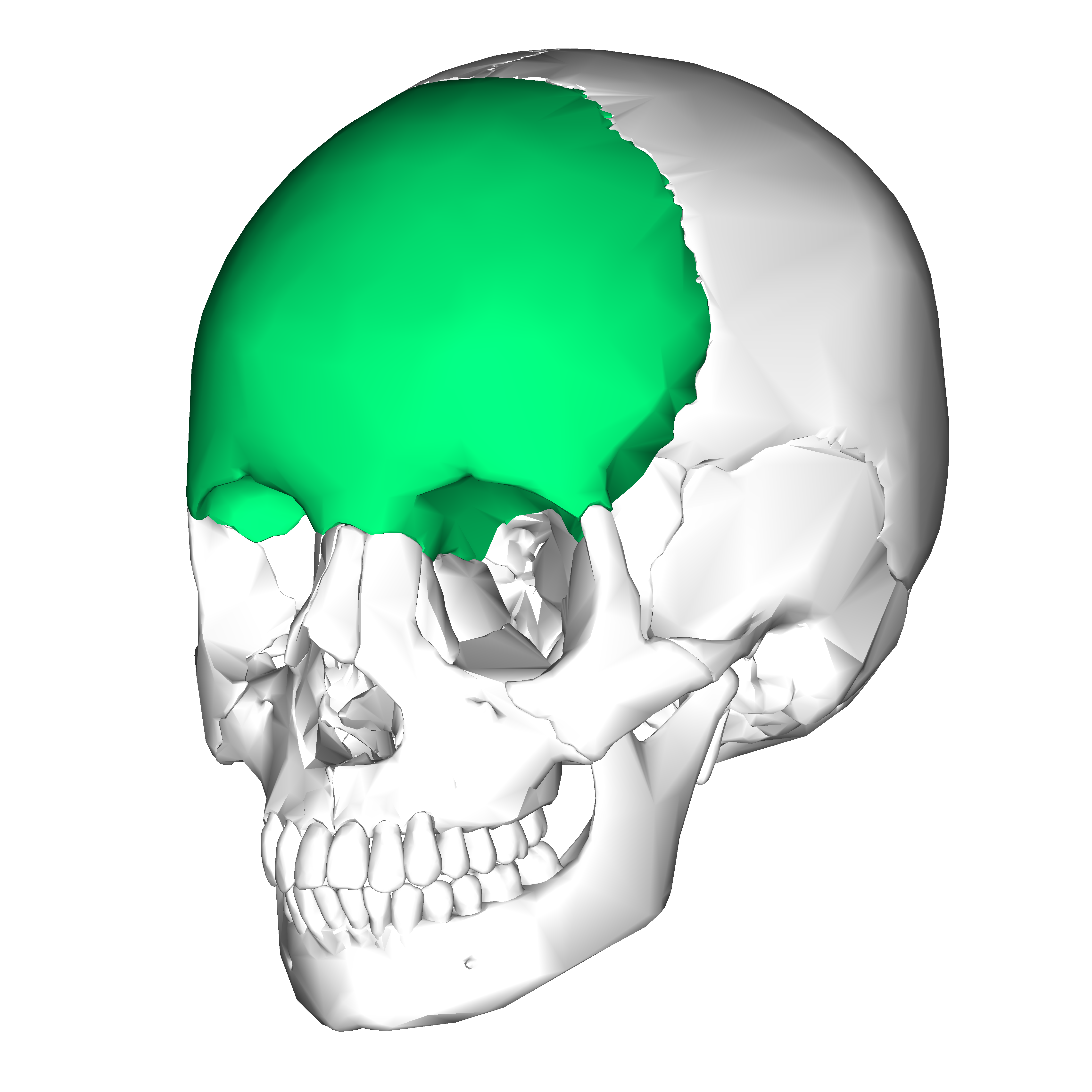 Frontal bone - Wikiwand