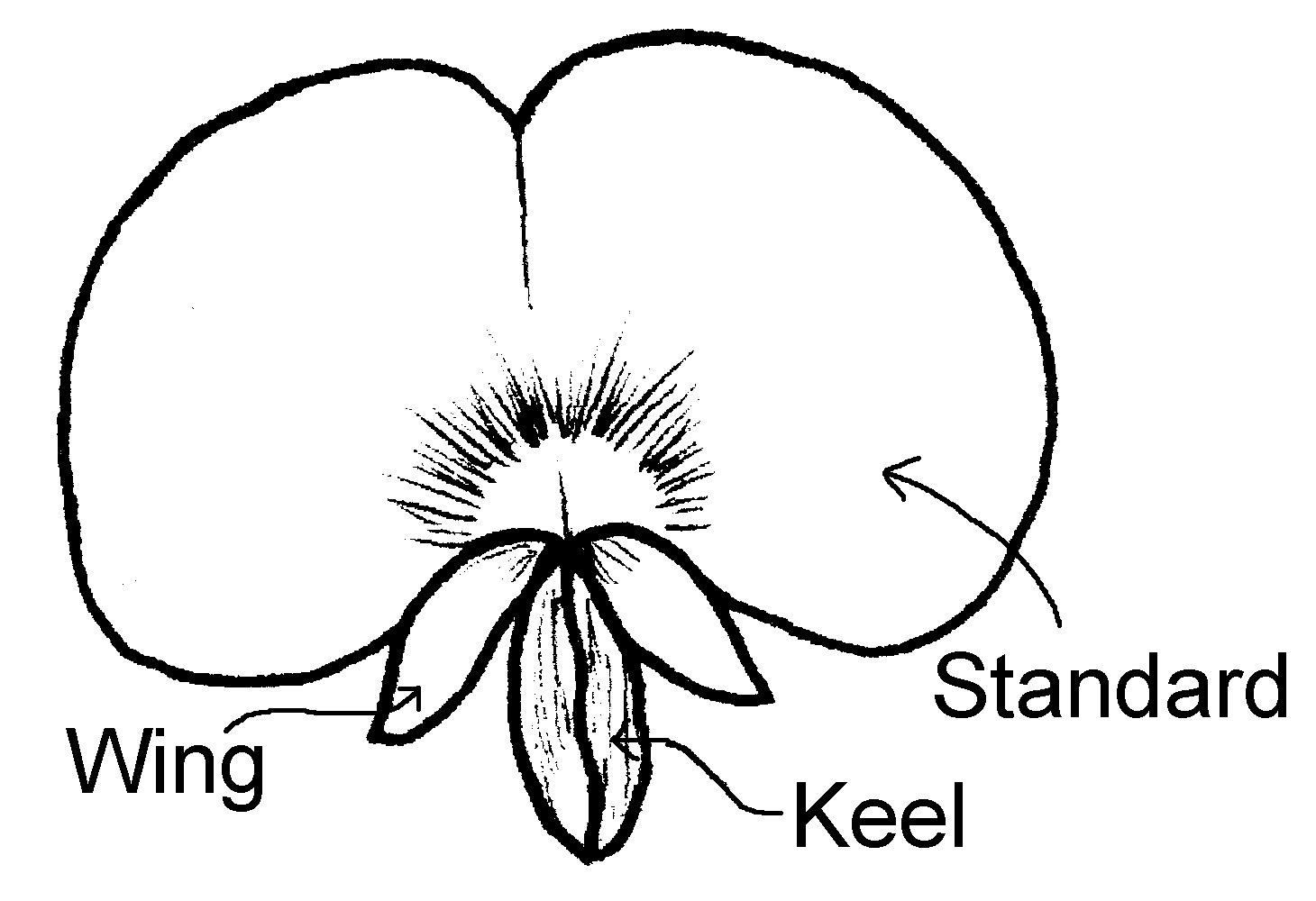 Toowoomba Plants: It's Wildflower Time