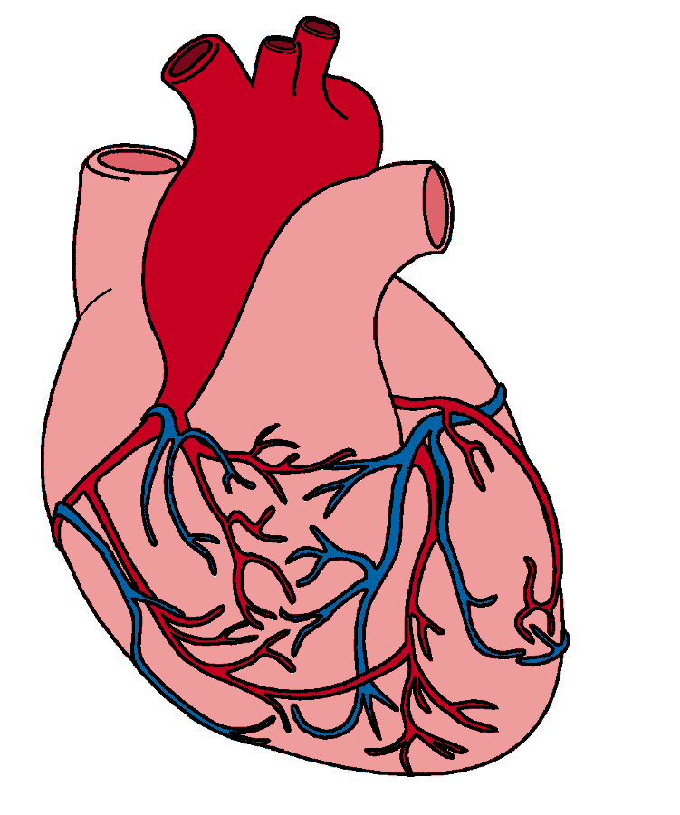 Animated human heart clipart