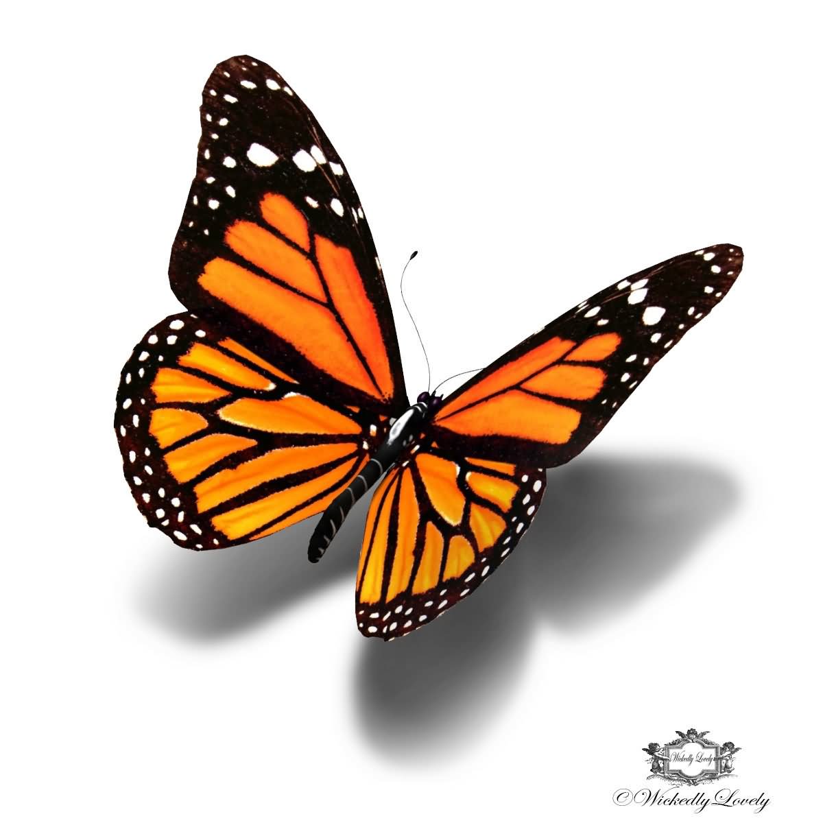 5+ Beautiful Monarch Butterfly Tattoo Designs