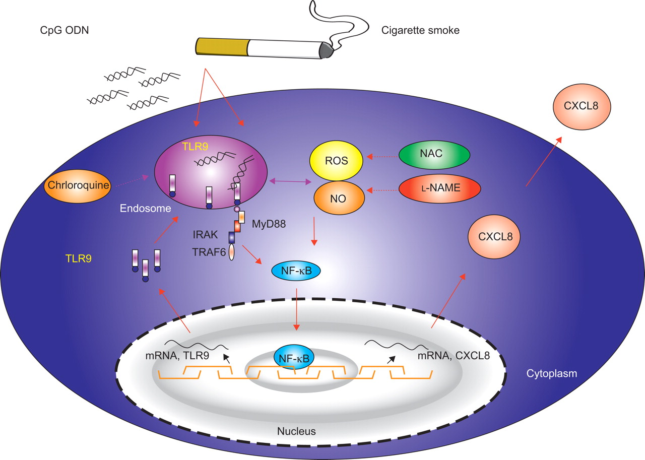 Cigarette smoke induces CXCL8 production by human neutrophils via ...