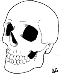 Skull Line Drawing by DocGullett on DeviantArt
