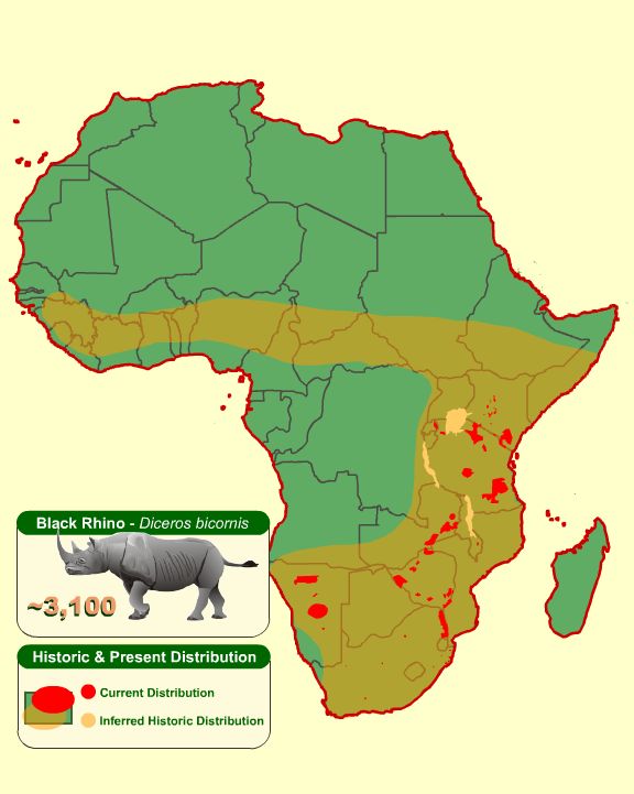 Saving The Black Rhino Project: April 2013