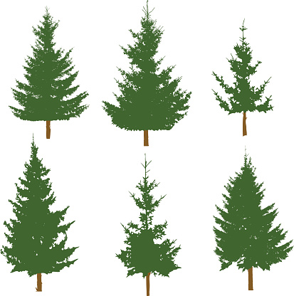 Evergreen Tree Fir Tree Tree Silhouette Clip Art, Vector Images ...