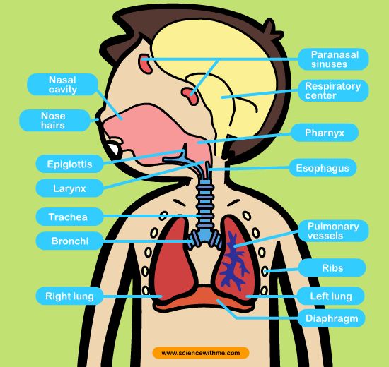 Respiratory System Diagram For Kids - ClipArt Best