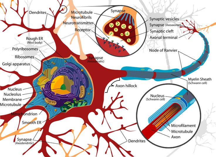 1000+ images about biomedical | Brain anatomy, Nerve ...