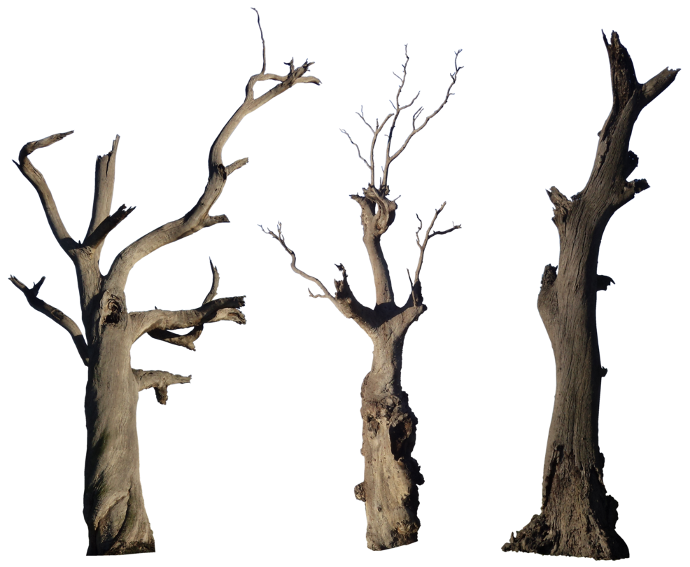 Dead Tree Pack 001 - HB593200 by hb593200 on DeviantArt