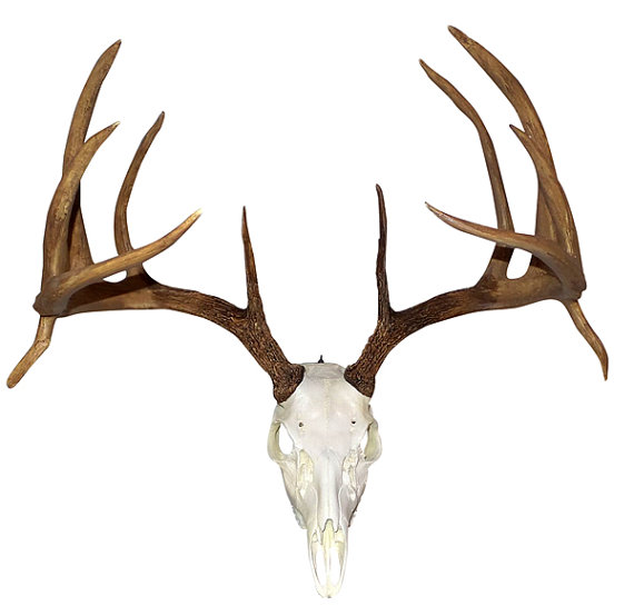 HUGE Replica Whitetail Deer Skull w/ Antlers 23 Wide by GemSkulls9