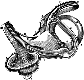 The Labyrinth of the Inner Ear | ClipArt ETC