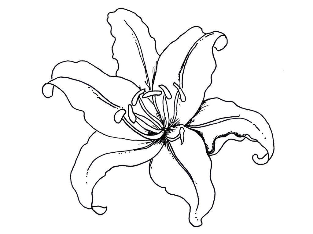 Pix For > Rainforest Flowers Coloring Pages