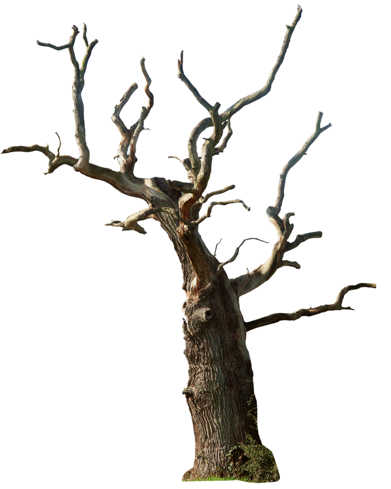 DeviantArt: More Like Tree Branch Cutout PNG by Andrei-Oprinca
