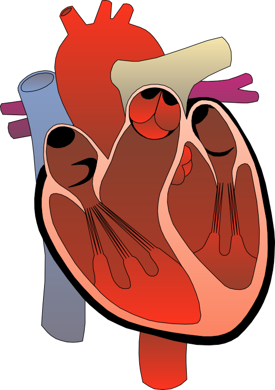 clip art cartoon heart - photo #27