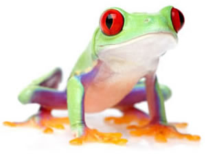 Blue Tree Frog Clip Art - Free Clipart Images