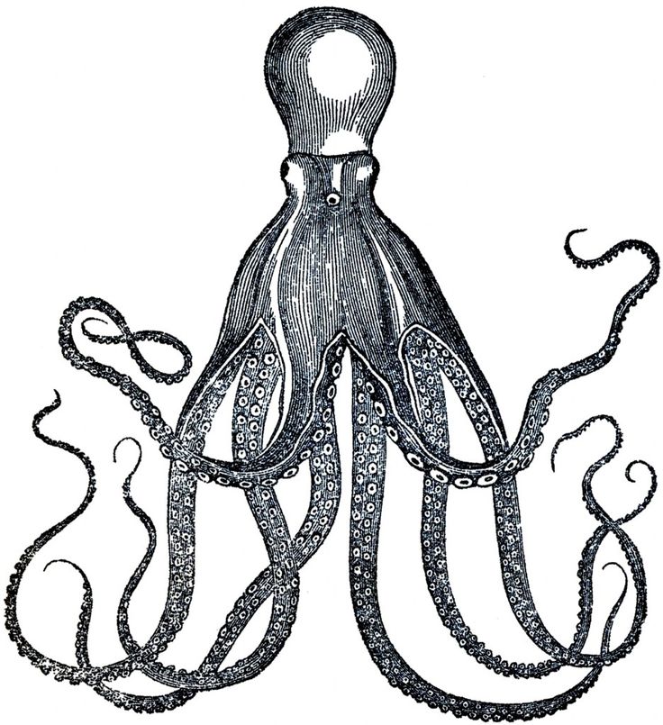 Octopus Images | Ohana Tattoo ...