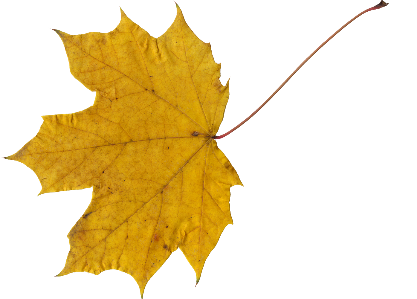 10 Maple Leaves (PNG Transparent) | OnlyGFX.com