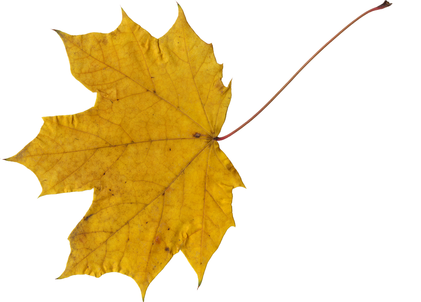 clip art grape leaves - photo #22
