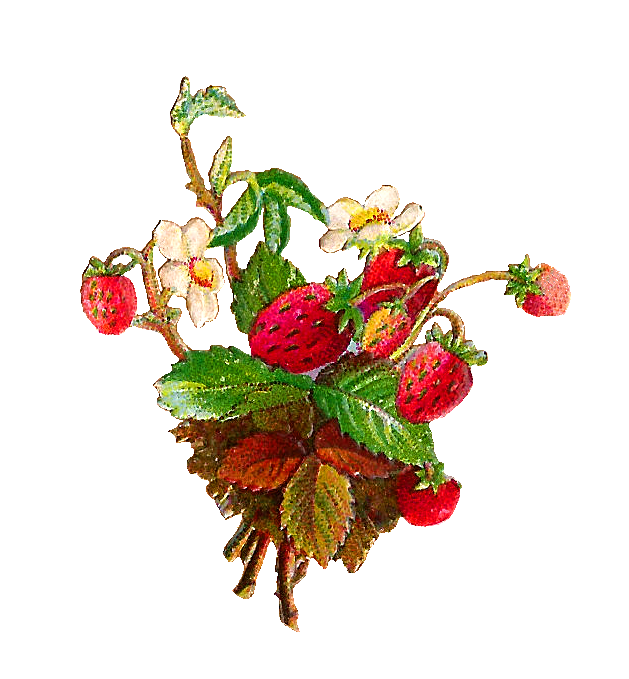 Antique Images: Free Fruit Clip Art: Strawberries and Strawberry ...