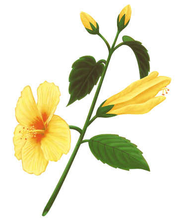 Stock Illustration - Drawing of a yellow hibiscus, the state ...