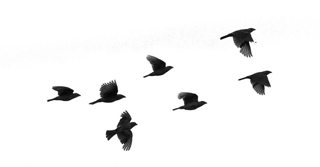 Birds In Flight Silhouette - ClipArt Best