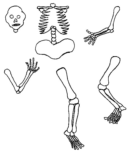 clipart human skeleton outline - photo #33