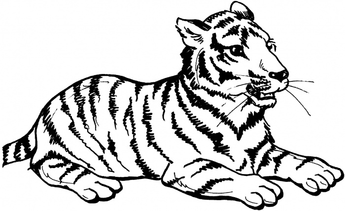 tiger clipart outline - photo #24