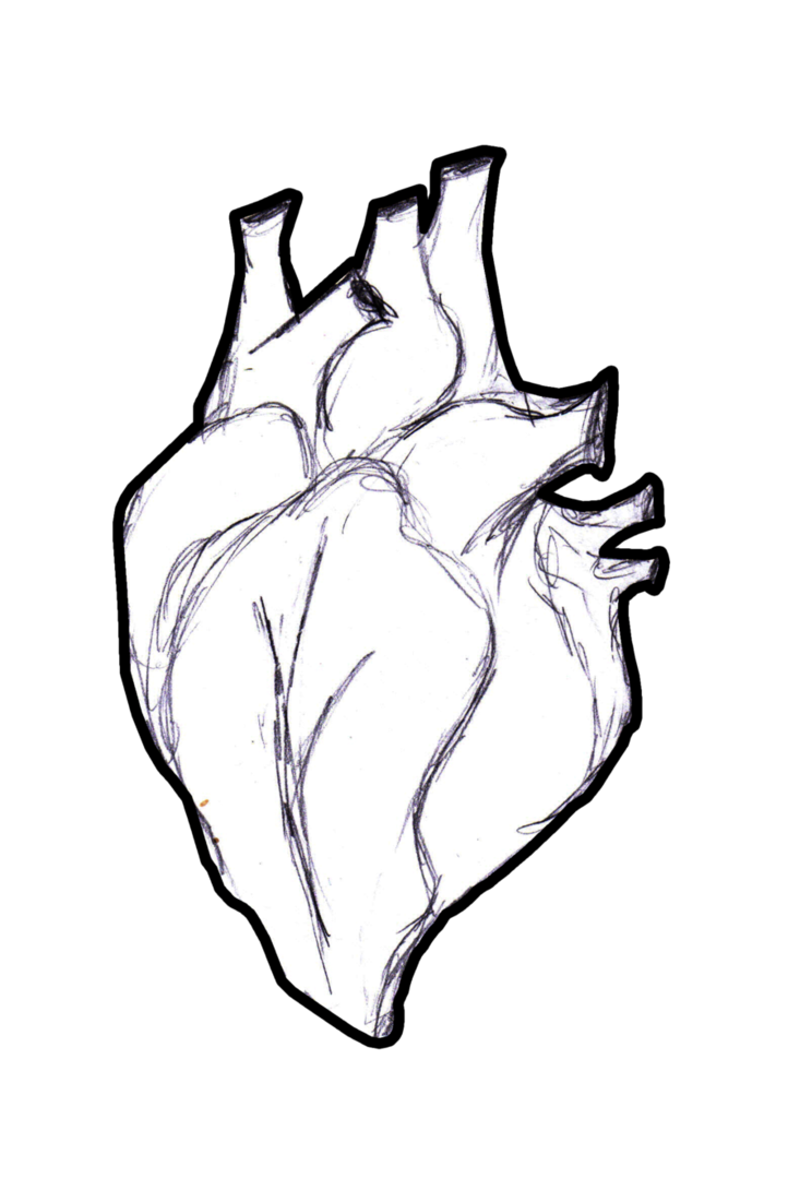 basic human heart drawing