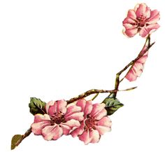 Apple blossoms, Botany and Google