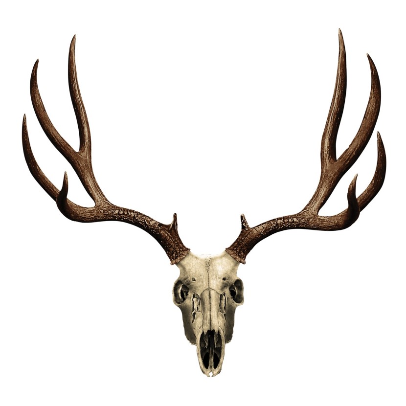 How To Draw Deer Antlers ClipArt Best