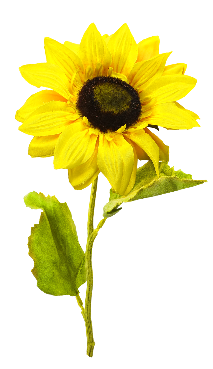 sunflower_PNG13397.png