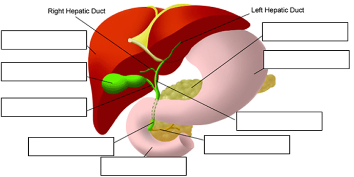 Notes: Digestive System