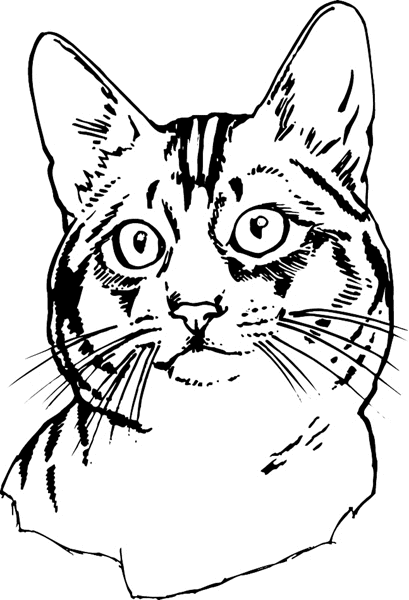 Line Drawing Of Cat Face : Cat face line drawing clipart best