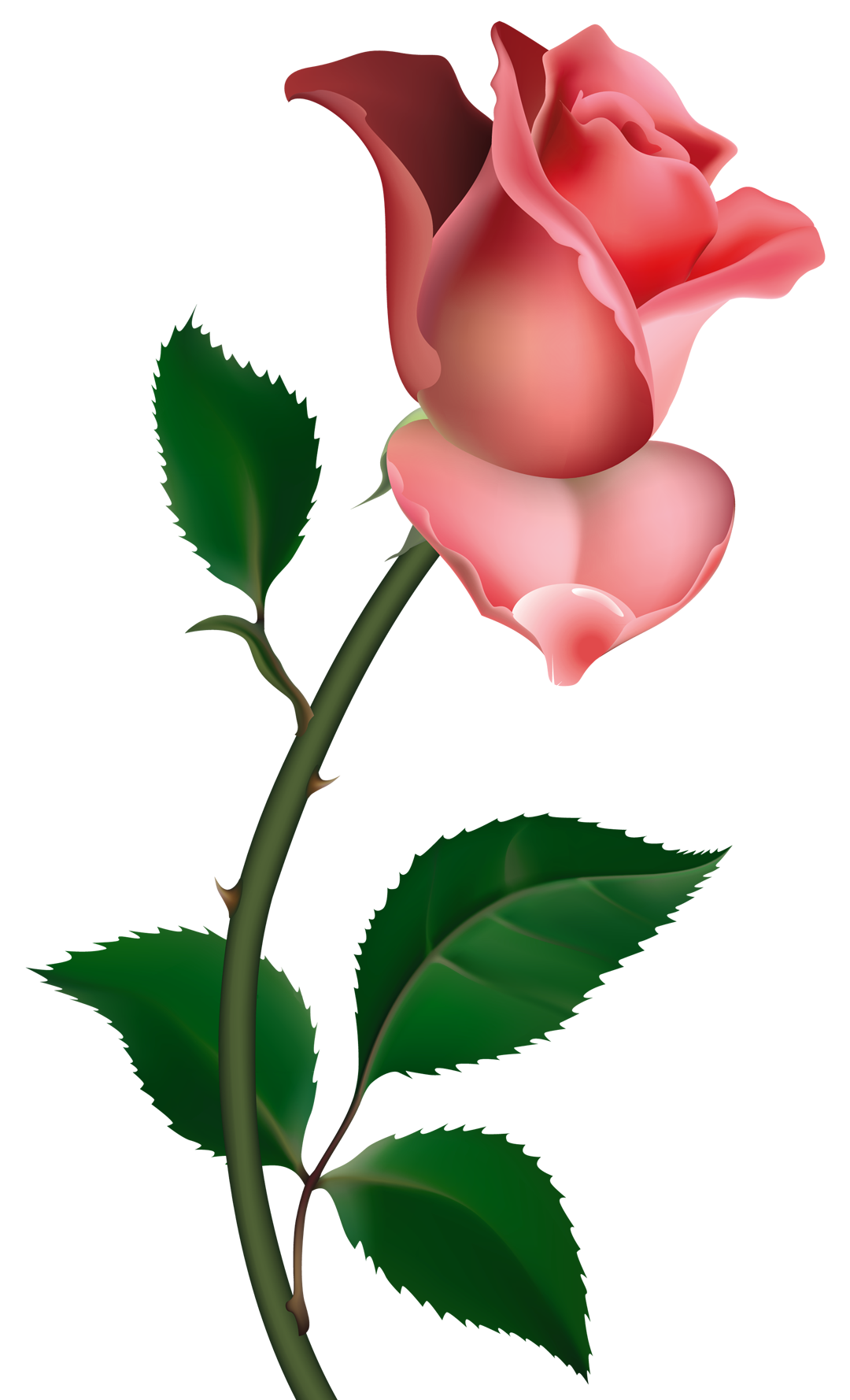 Clipart Rose PNG Picture