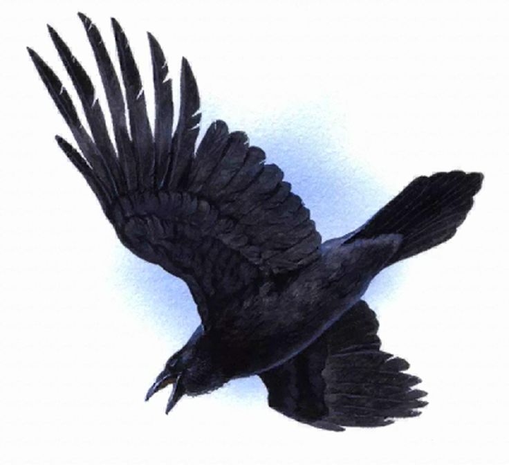 1000+ images about Clip Art~Ravens & Printables