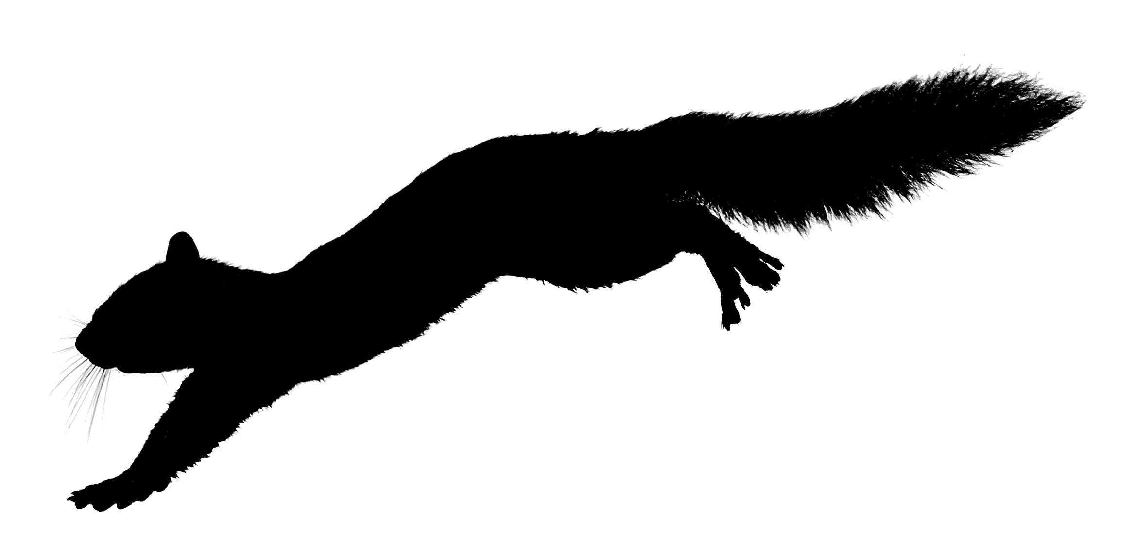 Clipart squirrel silhouette