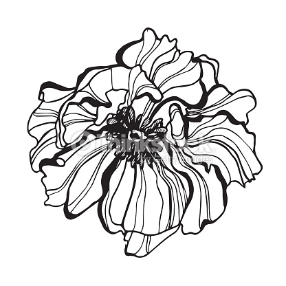 Vector Flower Scetch Detailed Hand Drawn Poppy Flower Vector Art ...